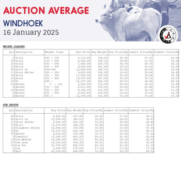 Auction Average - Windhoek 16 January 2025