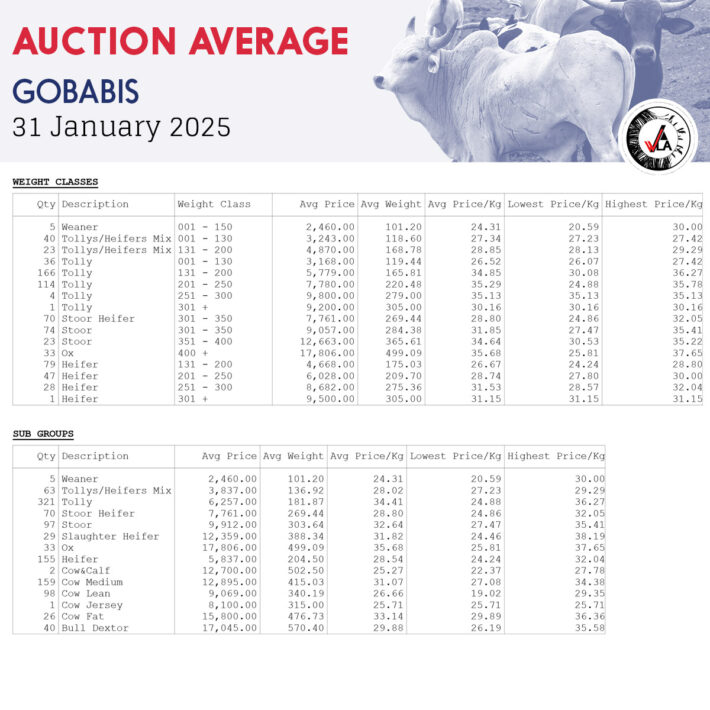 Auction Average - Gobabis 31 January 2025
